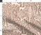 Neutral Woodland Animals Brown Botanical Deer Rabbit Fox Faux Linen Texture Mocha Mousse Cottagecore Country Rustic Nursery Custom Printed Fabric by Spoonflower Various Fabrics by the Yard or Fat Quarter